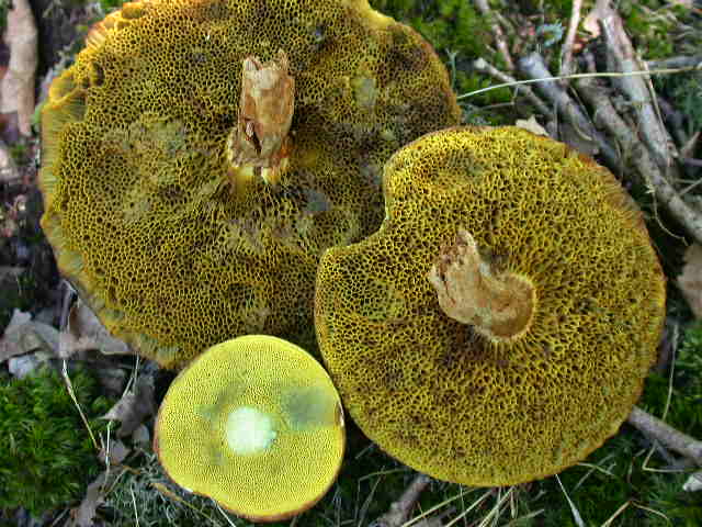 � tempo di .... Boletus